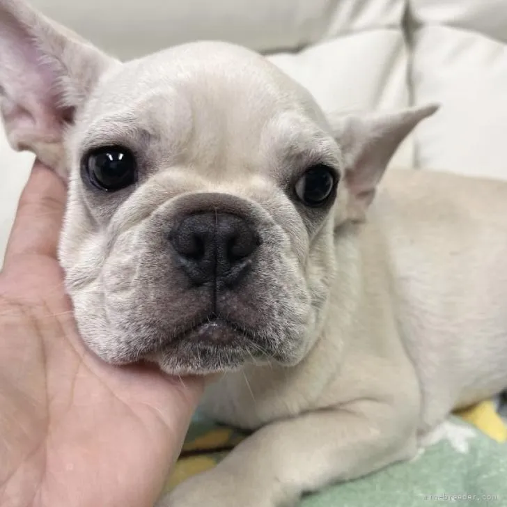 M.O 様のお迎えした子犬