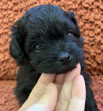 ミックス(ポメラニアン✖︎プードル)ポメプー【宮崎県・女の子・2021年12月21日・ブラック】の写真「おっとり！人懐っこい女の子」