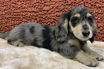 ミニチュアダックスフンド(ロング)【宮崎県・男の子・2021年9月29日・シルバーダップル】の写真「綺麗な柄の可愛い男の子(^O^)」