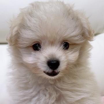 ミックス(ポメプー)ポメラニアン✖︎プードル【宮崎県・男の子・2022年4月24日・クリーム】の写真「活発で人懐っこい男の子(^○^)」