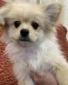 MIX犬 ペキポメ(ペキニーズ×ポメラニアン)【宮崎県・男の子・2020年10月25日・クリーム】の写真1