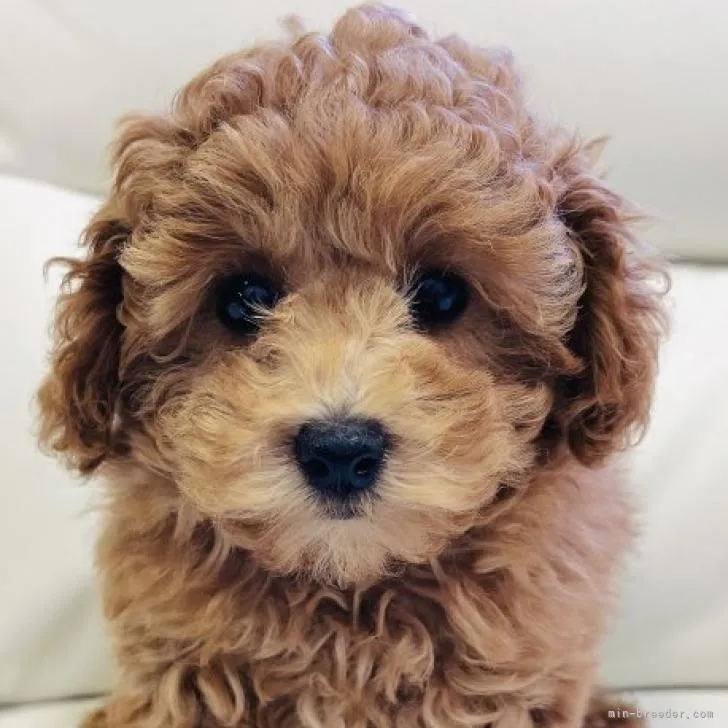 ID:2211-03915の子犬