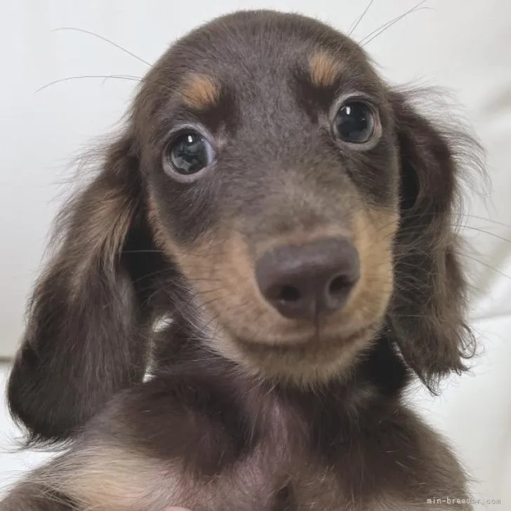 ぼん 様のお迎えした子犬