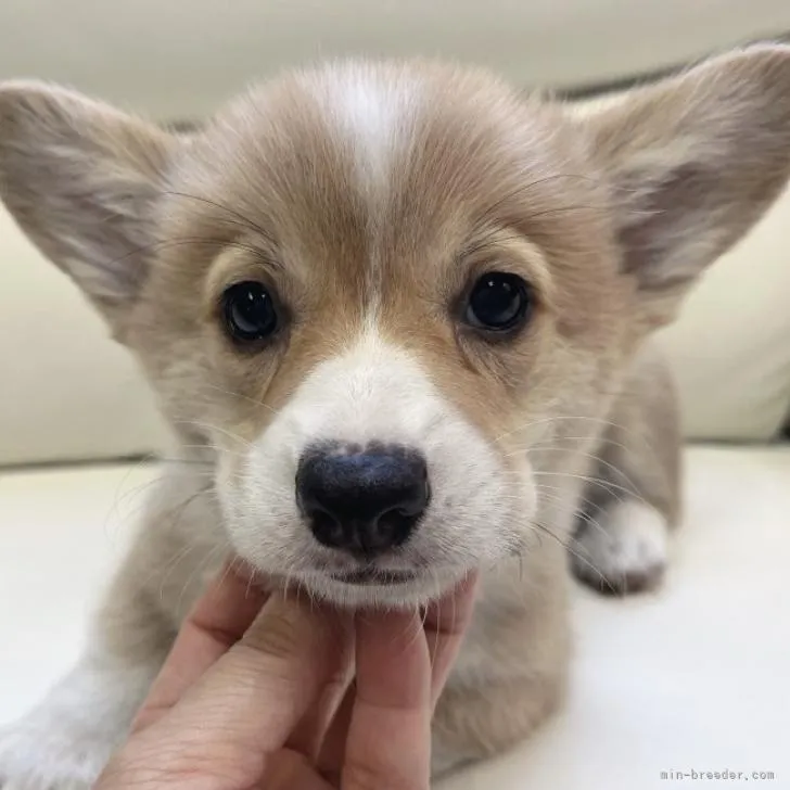 フライパン 様のお迎えした子犬