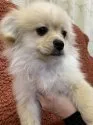 MIX犬 ペキポメ(ペキニーズ×ポメラニアン)【宮崎県・男の子・2020年10月25日・クリーム】の写真2