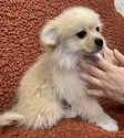 MIX犬 ペキポメ(ペキニーズ×ポメラニアン)【宮崎県・男の子・2020年10月25日・クリーム】の写真3