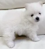 ポメラニアン【宮崎県・男の子・2023年4月29日・クリーム】の写真5「6/29撮影」