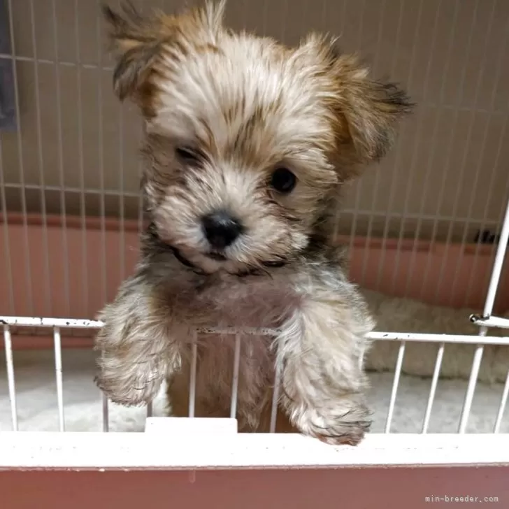ミックス(ヨークシャーテリア×マルチーズ)【千葉県・女の子・2025年9月14日・フォーン(ミックスなので毛色が代わります)】の写真1
