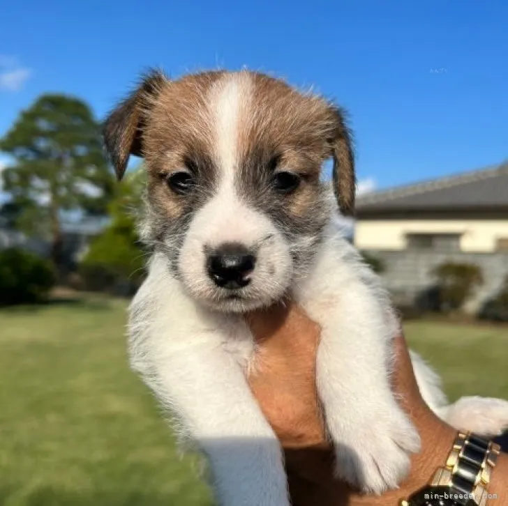 ID：2310-03061の子犬