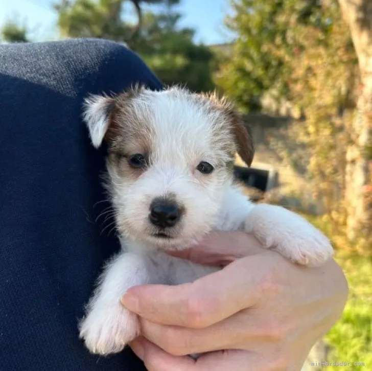 ID:2310-03063の子犬