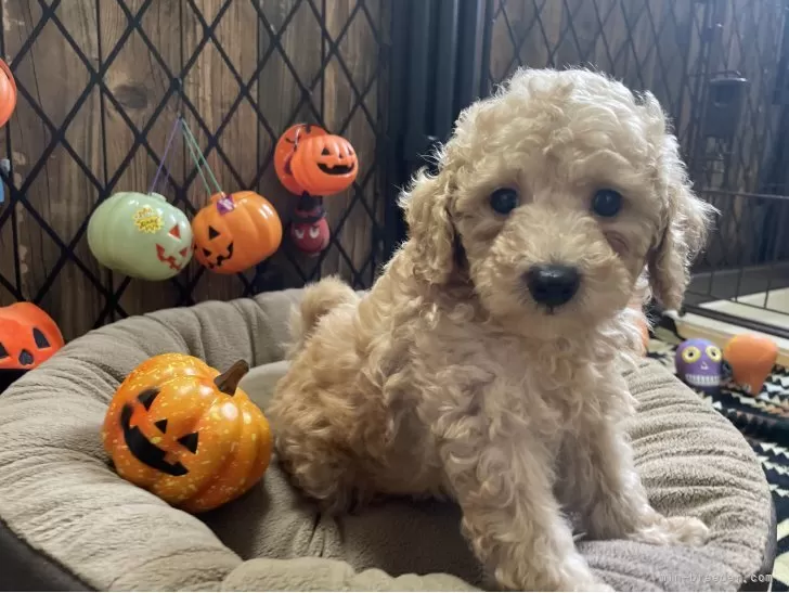 トイプードル73様 トイプードル73様 トイ・プードル｜ペット検索｜ペット大好き！