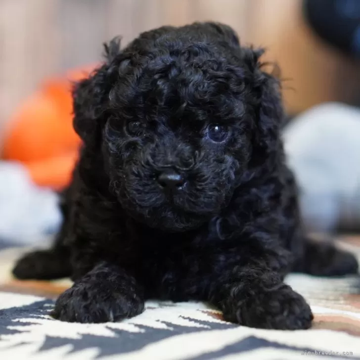 ID:2504-04860の子犬