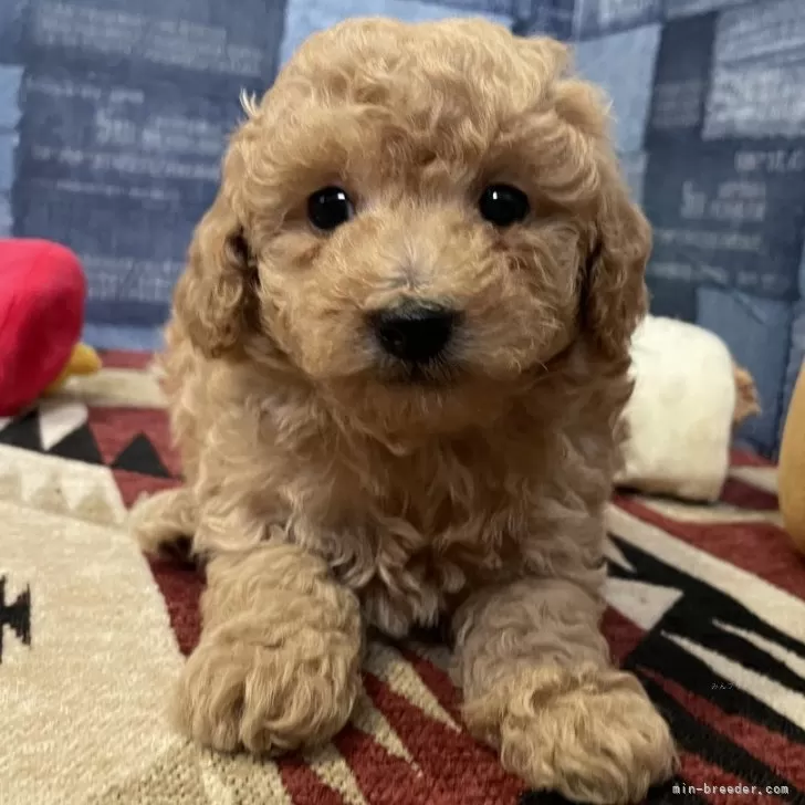 K.S 様のお迎えした子犬