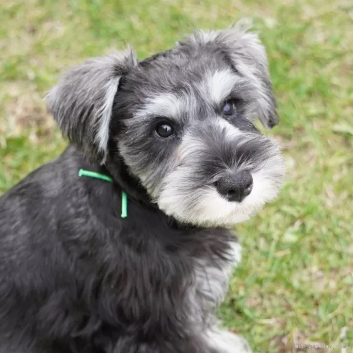 まろさん 様のお迎えした子犬