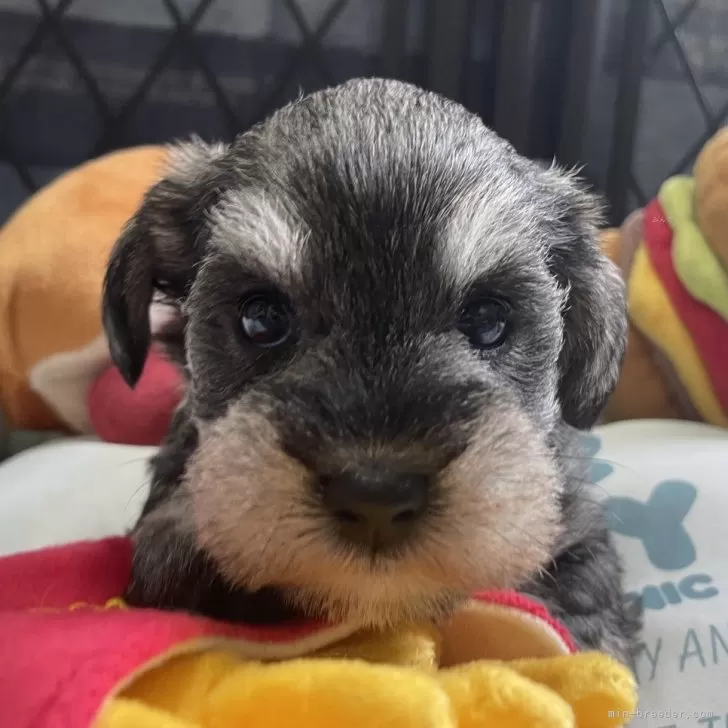 Y.N 様のお迎えした子犬