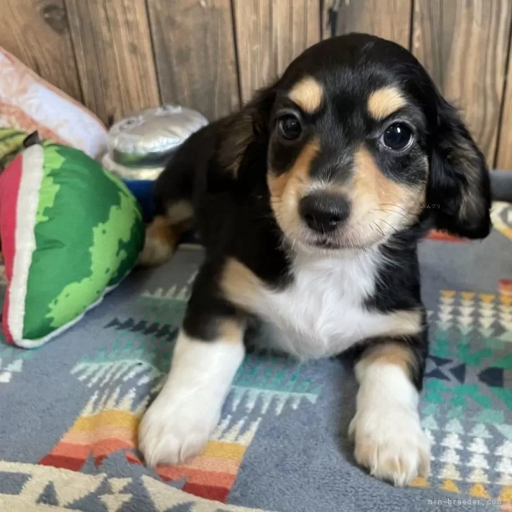 izuru 様のお迎えした子犬