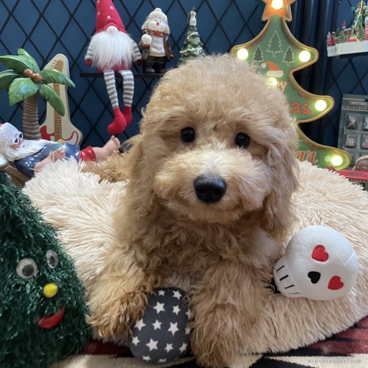 ブリーダー画像