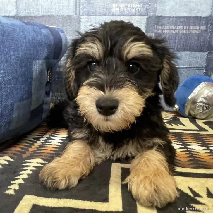 ID：2505-01942の子犬