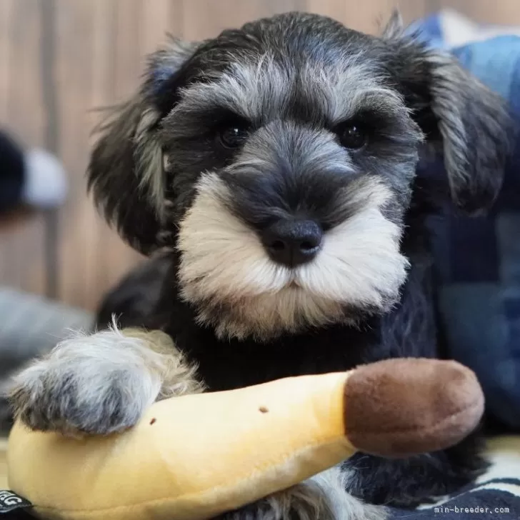 A.U 様のお迎えした子犬