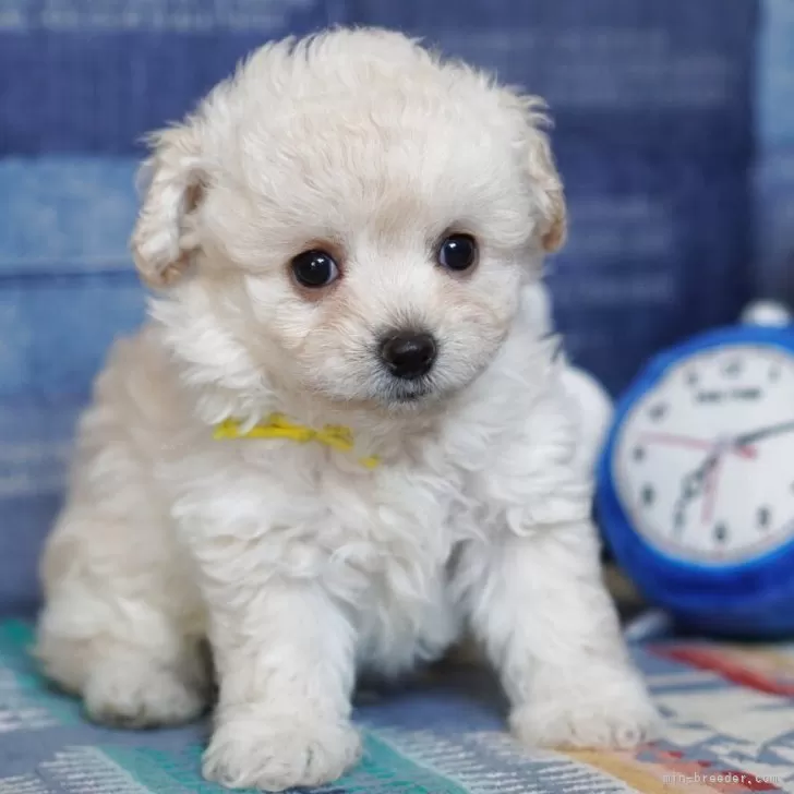 ID:2503-06045の子犬