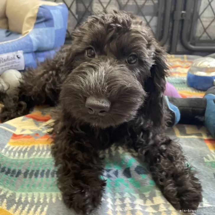 ユッケ 様のお迎えした子犬