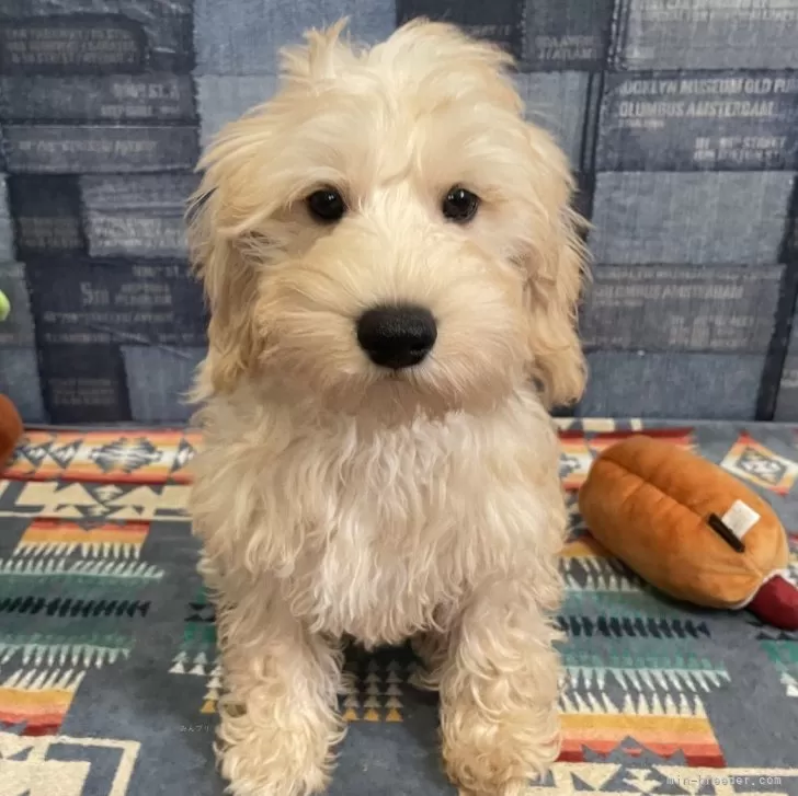 ID:2410-04732の子犬