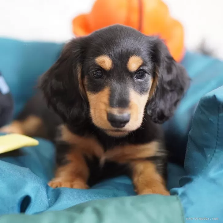 Y.N 様のお迎えした子犬