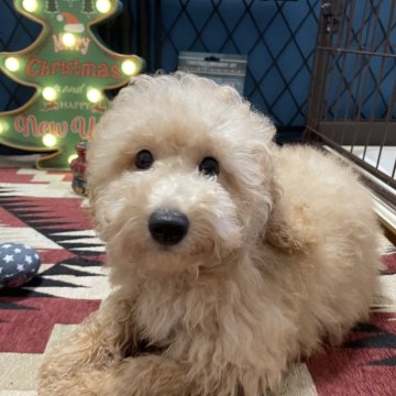 トイプードル(トイ)【北海道・男の子・2025年8月2日・オレンジフォーン】の写真「骨格しっかり、元気な男の子🐶」