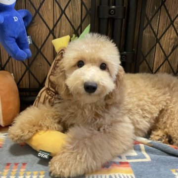 トイプードル(トイ)【北海道・男の子・2025年8月2日・オレンジフォーン】の写真「骨格しっかり、元気な男の子🐶」