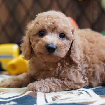 トイプードル(トイ)【北海道・男の子・2025年8月2日・オレンジフォーン】の写真「骨格しっかり、元気な男の子🐶」