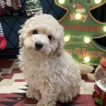 トイプードル(トイ)【北海道・男の子・2025年9月17日・ペールフォーン】の写真「のんびり屋の男の子🐶」