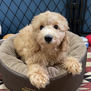 トイプードル(トイ)【北海道・男の子・2025年8月2日・オレンジフォーン】の写真「骨格しっかり、元気な男の子🐶」