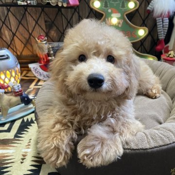 トイプードル(トイ)【北海道・男の子・2025年8月2日・オレンジフォーン】の写真「骨格しっかり、元気な男の子🐶」