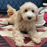 トイプードル(トイ)