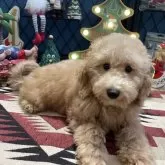 トイプードル(トイ)