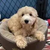 トイプードル(トイ)