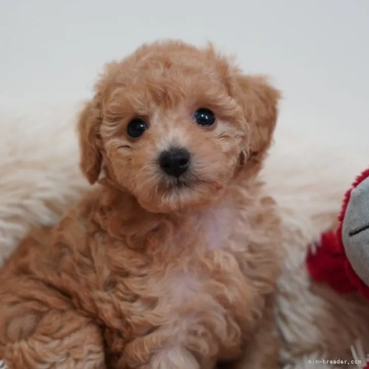 ID：2305-02231の子犬