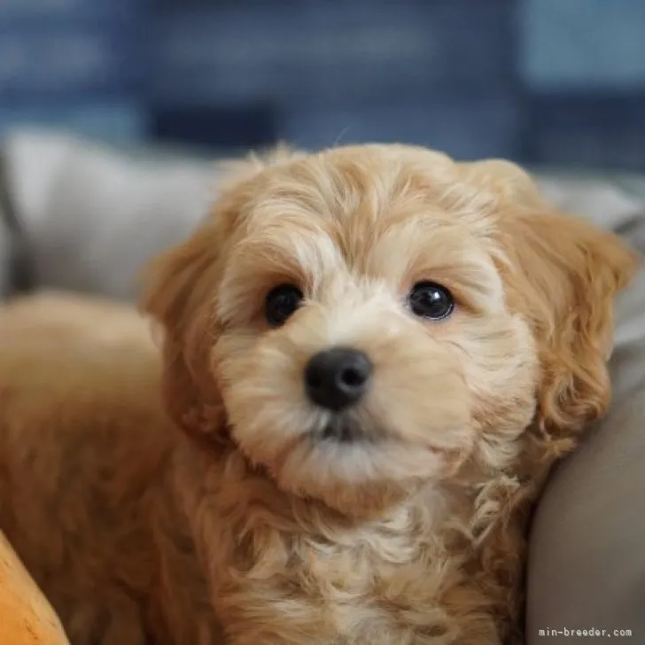 ID：2306-03652の子犬