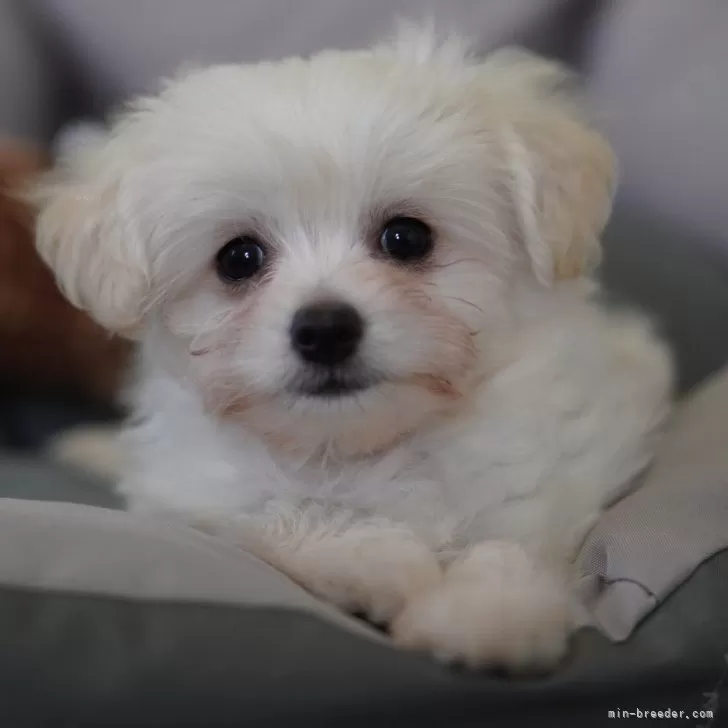 たつ 様のお迎えした子犬