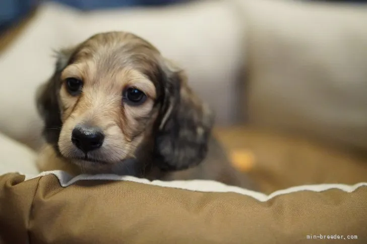 ID：2202-04034の子犬