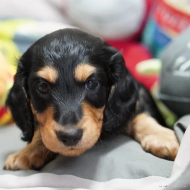 ID：2307-01611の子犬