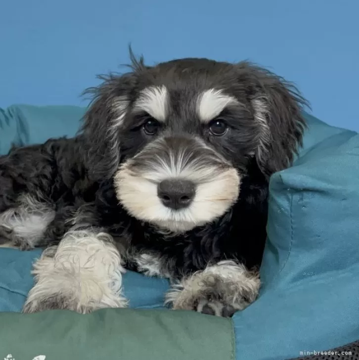 ID:2406-05656の子犬