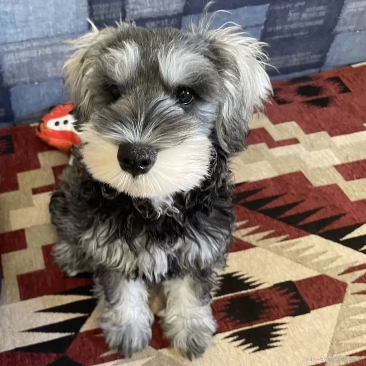 ID：2406-05657の子犬