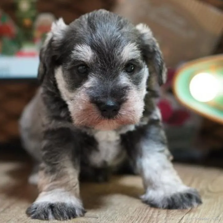 ID：2211-03888の子犬
