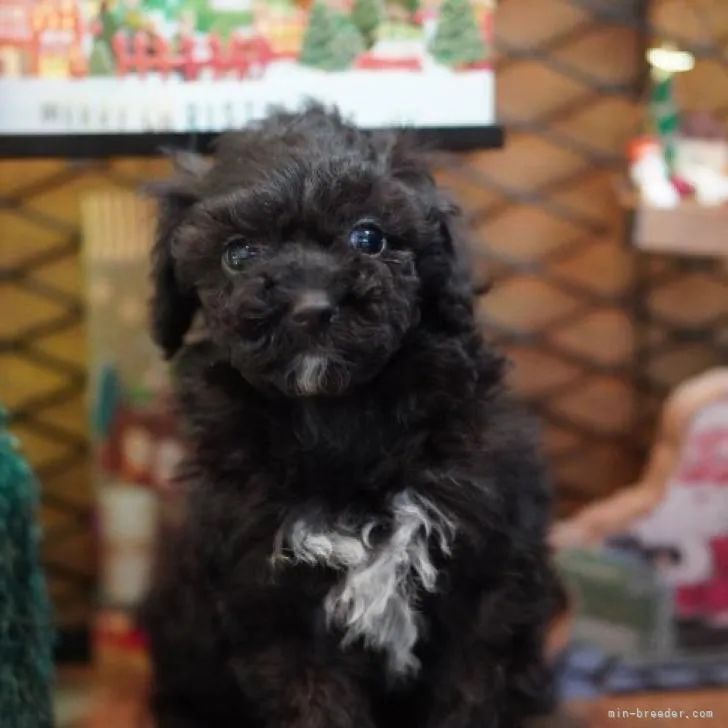 ID:2212-00786の子犬