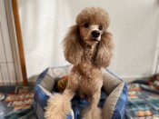 ミニチュアプードル【・女の子・2022年1月30日・レッド】