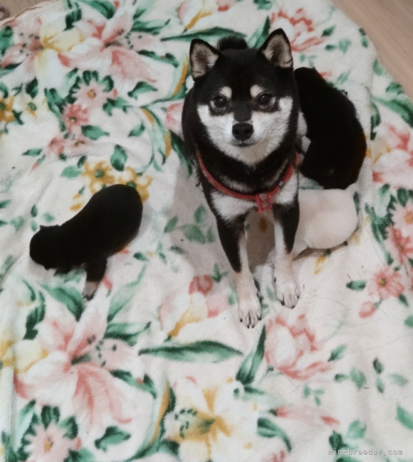 野村　美智代(のむら　みちよ)ブリーダー(岐阜県・柴犬など・JKC/KC登録)の紹介写真5