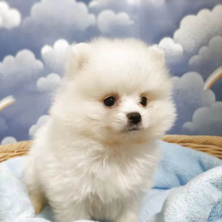ID:2503-07028の子犬