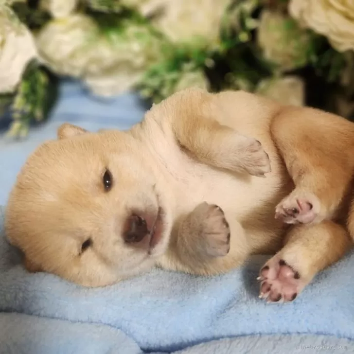 豆柴【岐阜県・男の子・2025年10月15日・白】の写真1「よろしくねー」