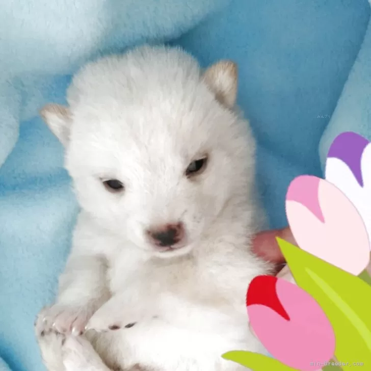 ルージー 様のお迎えした子犬